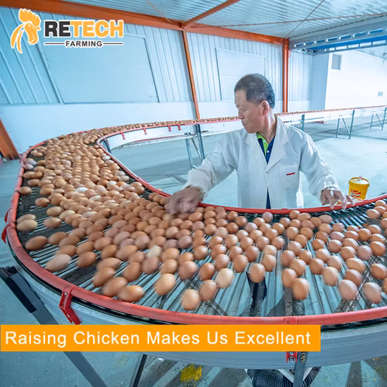 Concevoir un poulailler automatique en batterie pour ferme avicole, couche d'œufs, pour 10000 poules pondeuses