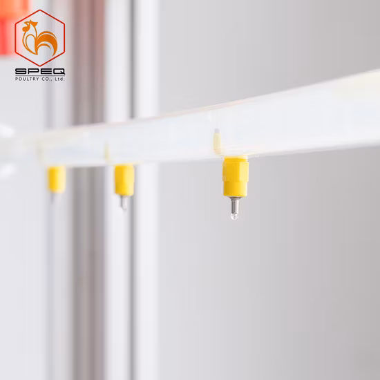 Poulet en acier poulailler avec équipement de poule pondeuse