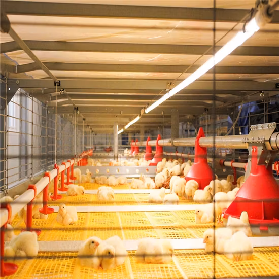 Poulet préfabriqué à structure en acier léger/poulailler/poulailler/ferme avicole avec un ensemble complet d'équipements